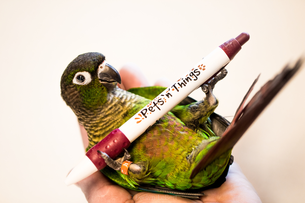 Conure bird holding pen that reads Pets 'n' Things